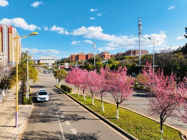 【转】昆明冬日限定赏冬樱花攻略