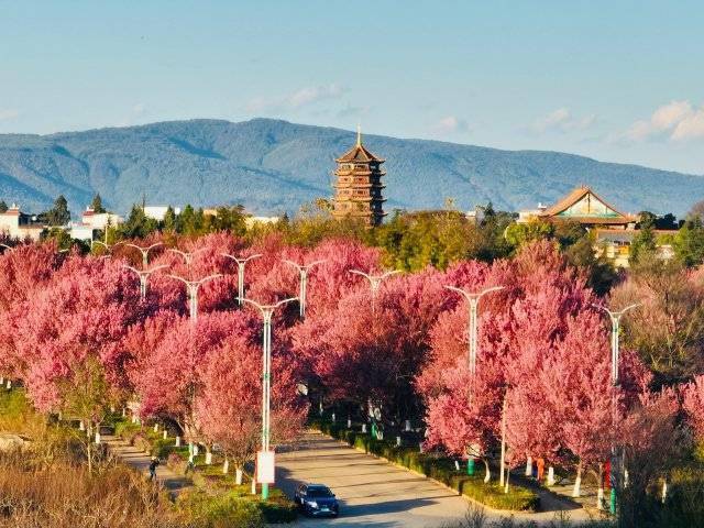 【转】昆明冬日限定赏冬樱花攻略