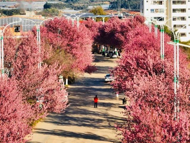 【转】昆明冬日限定赏冬樱花攻略