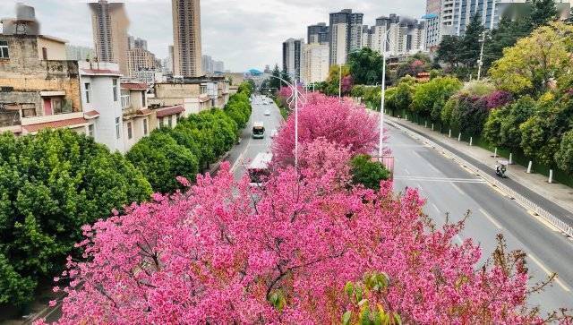 【转】昆明冬日限定赏冬樱花攻略