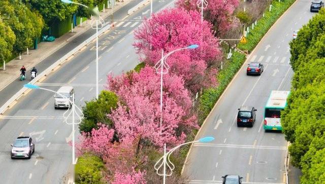 【转】昆明冬日限定赏冬樱花攻略