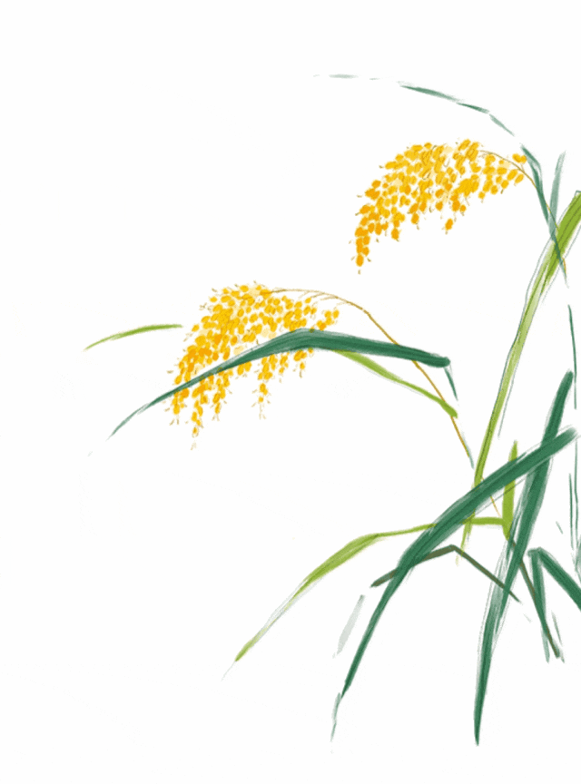 【萌喵】【转】【佑安-24节气健康说】时雨及芒种,四野皆插秧,佑安医者“芒种”时节话养生