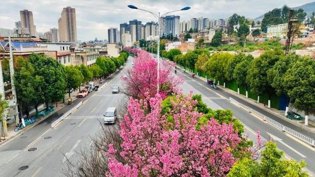 【转】昆明冬日限定赏冬樱花攻略