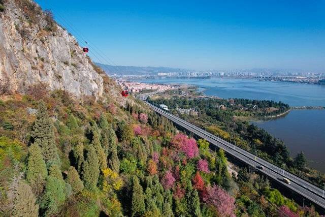 【转】昆明冬日限定赏冬樱花攻略