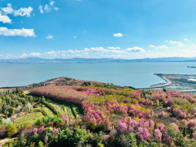 【转】昆明冬日限定赏冬樱花攻略