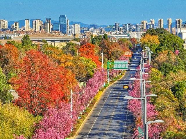 【转】昆明冬日限定赏冬樱花攻略