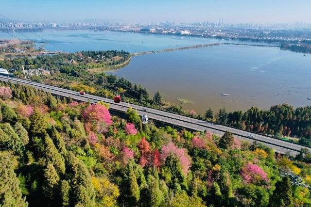 【转】昆明冬日限定赏冬樱花攻略