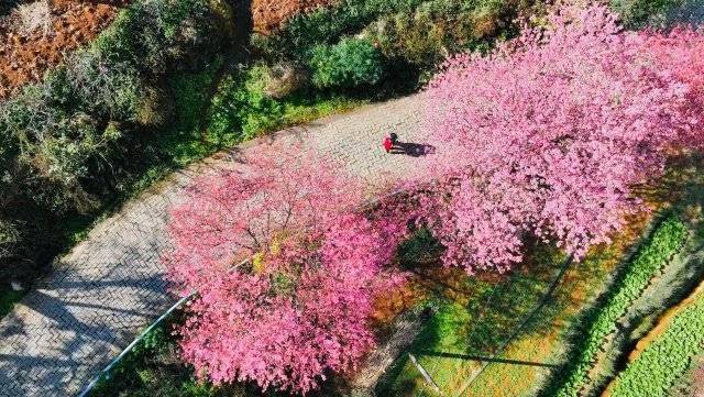 【转】昆明冬日限定赏冬樱花攻略