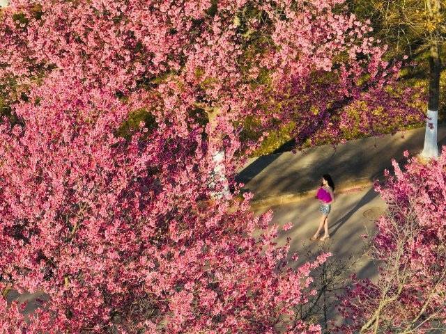 【转】昆明冬日限定赏冬樱花攻略