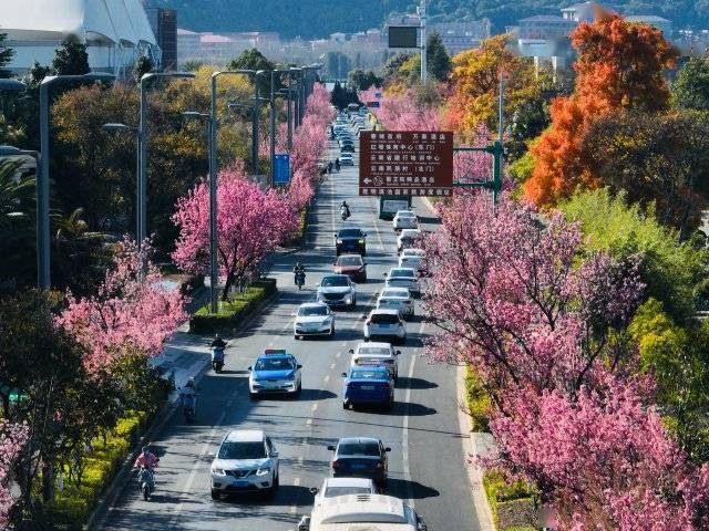 【转】昆明冬日限定赏冬樱花攻略