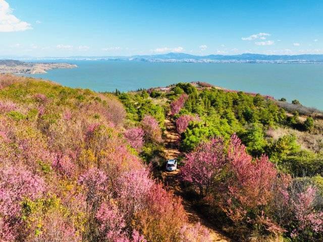 【转】昆明冬日限定赏冬樱花攻略