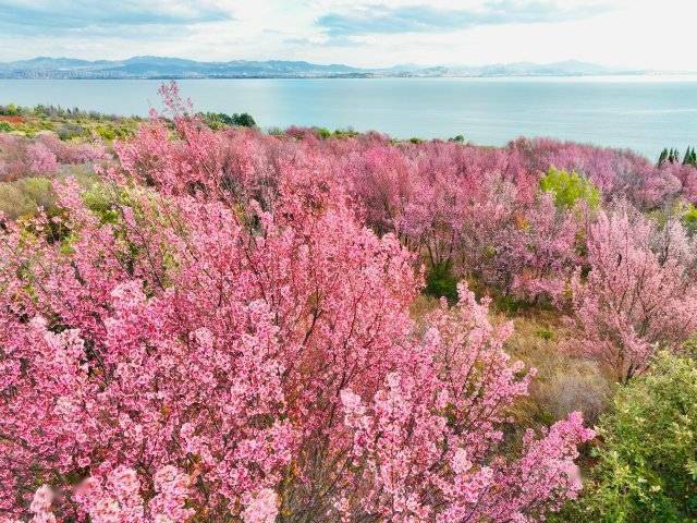 【转】昆明冬日限定赏冬樱花攻略