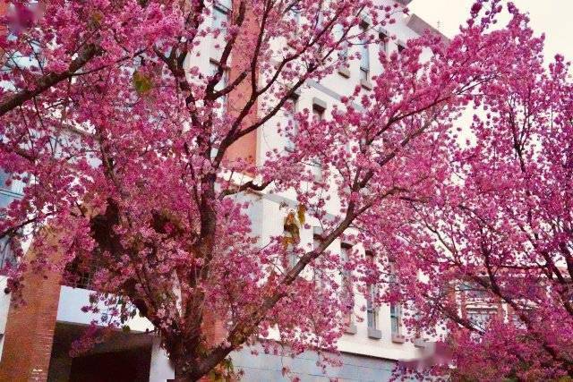 【转】昆明冬日限定赏冬樱花攻略