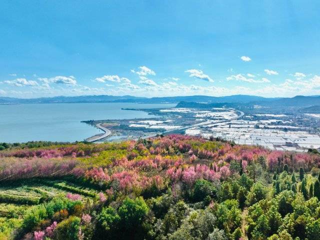 【转】昆明冬日限定赏冬樱花攻略