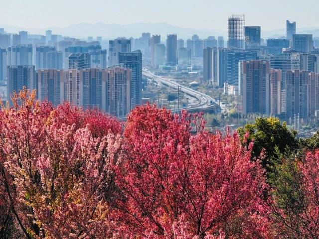 【转】昆明冬日限定赏冬樱花攻略