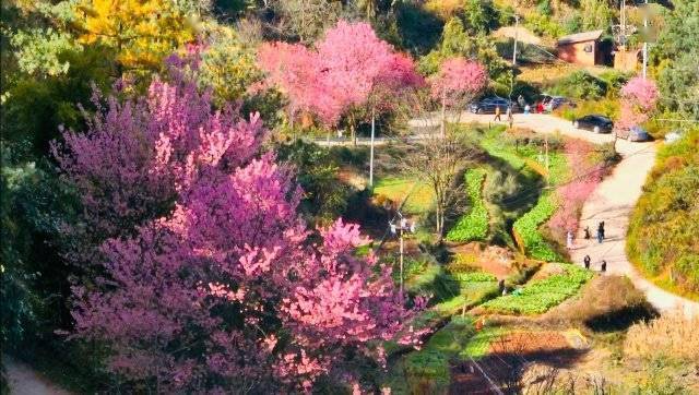 【转】昆明冬日限定赏冬樱花攻略