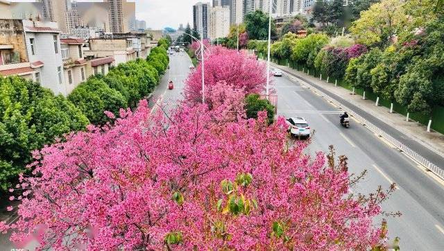 【转】昆明冬日限定赏冬樱花攻略