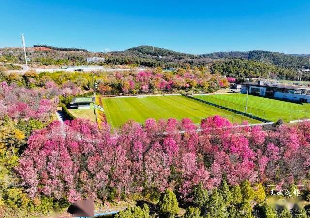 【转】昆明冬日限定赏冬樱花攻略