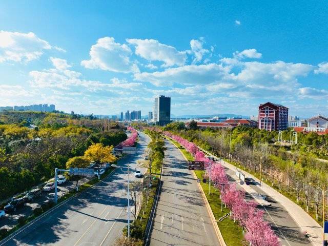 【转】昆明冬日限定赏冬樱花攻略