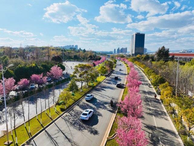 【转】昆明冬日限定赏冬樱花攻略