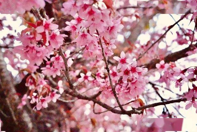 【转】昆明冬日限定赏冬樱花攻略