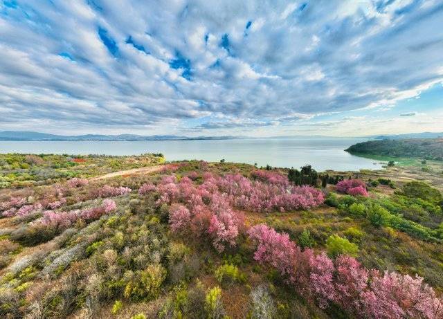 【转】昆明冬日限定赏冬樱花攻略