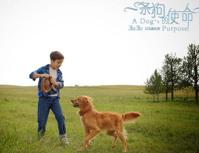 这才是宠物电影的正确打开方式,全程飙泪