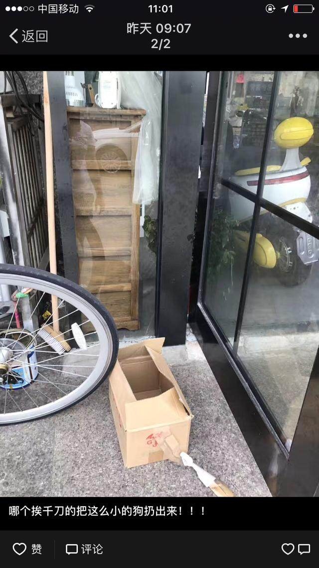 宿舍门口捡到一只小奶狗,送宠物店疑似被人当“孝狗”遗弃,心塞