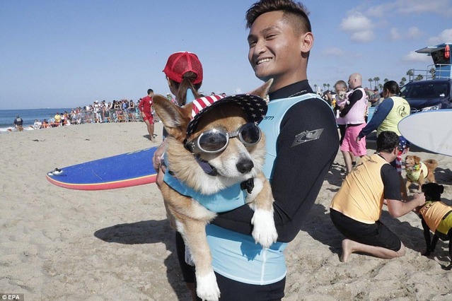 冲浪的小狗!年度冲浪比赛中,小狗们在人群面前粉碎了波浪