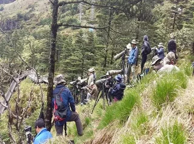 你需要一个鸟证!快来昆明轿子山拍鸟