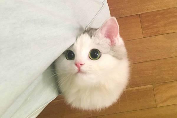 神评论|买猫时,怎么样才能选到黏人的小猫咪?网友:养猫?我只要英国短毛猫