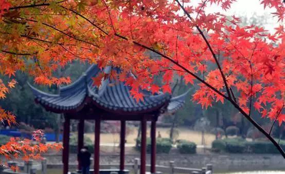 一叶可知秋,一雨即入冬揭秘南方十大最美秋景!