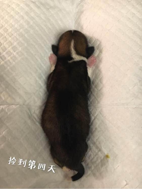 宿舍门口捡到一只小奶狗,送宠物店疑似被人当“孝狗”遗弃,心塞
