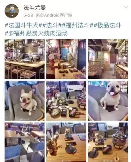 「曝光」大多数宠物募捐,都是一场利用爱心的骗局