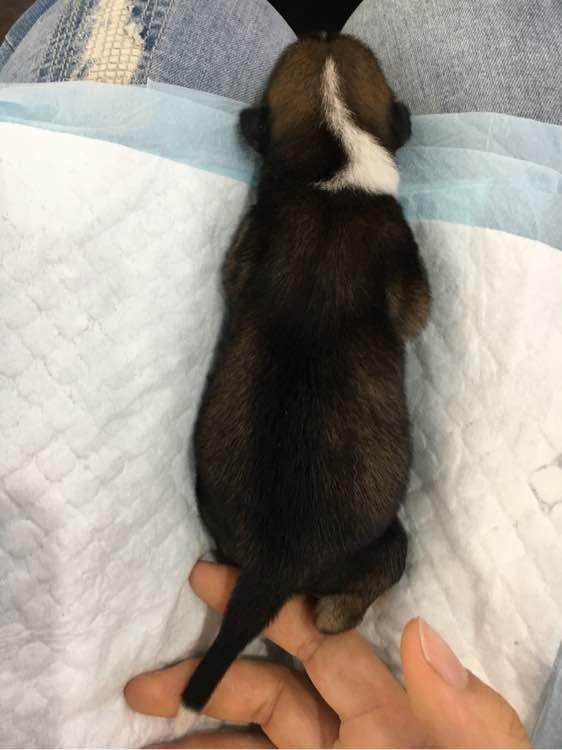 宿舍门口捡到一只小奶狗,送宠物店疑似被人当“孝狗”遗弃,心塞