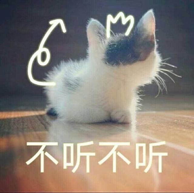 神评论|买猫时,怎么样才能选到黏人的小猫咪?网友:养猫?我只要英国短毛猫