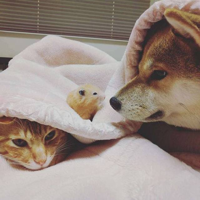 怕家里柴犬孤单,主人带回来一只橘猫和仓鼠陪它,没想到……