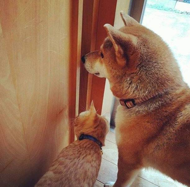怕家里柴犬孤单,主人带回来一只橘猫和仓鼠陪它,没想到……