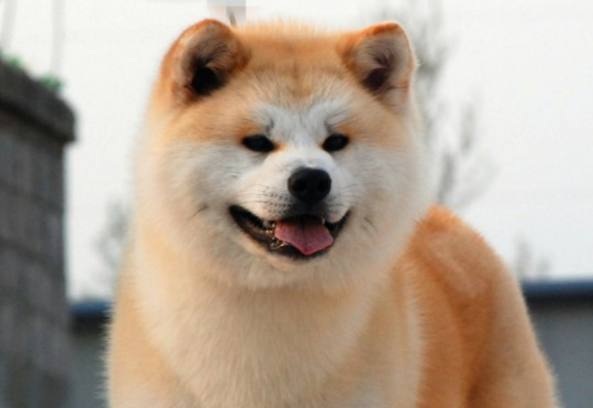 柴犬和秋田犬外形智商非常相似,你能分辨么?几招让你成为行家!