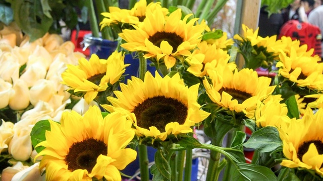 逛广州迎春花市,品岭南特色年味