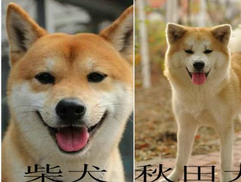 柴犬和秋田犬外形智商非常相似,你能分辨么?几招让你成为行家!