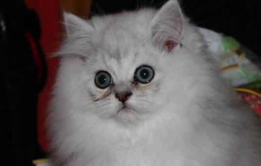 小奶猫被抛弃,刚到家就做出这样的举动,知道原因让人心疼!