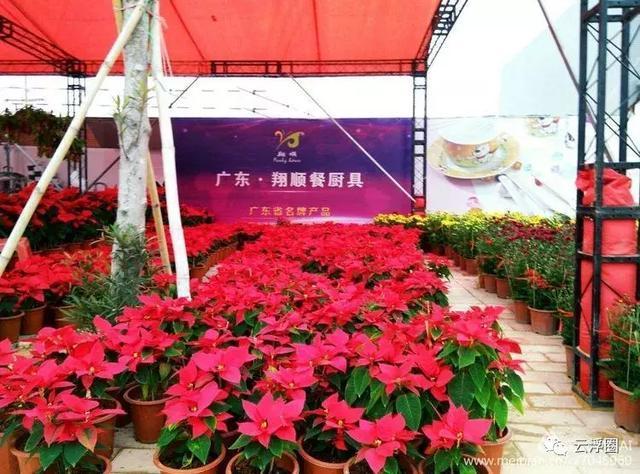 今年,新兴花街特别美!