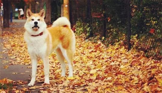 柴犬和秋田犬外形智商非常相似,你能分辨么?几招让你成为行家!