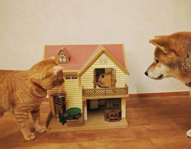怕家里柴犬孤单,主人带回来一只橘猫和仓鼠陪它,没想到……