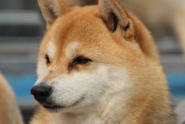 柴犬和秋田犬外形智商非常相似,你能分辨么?几招让你成为行家!