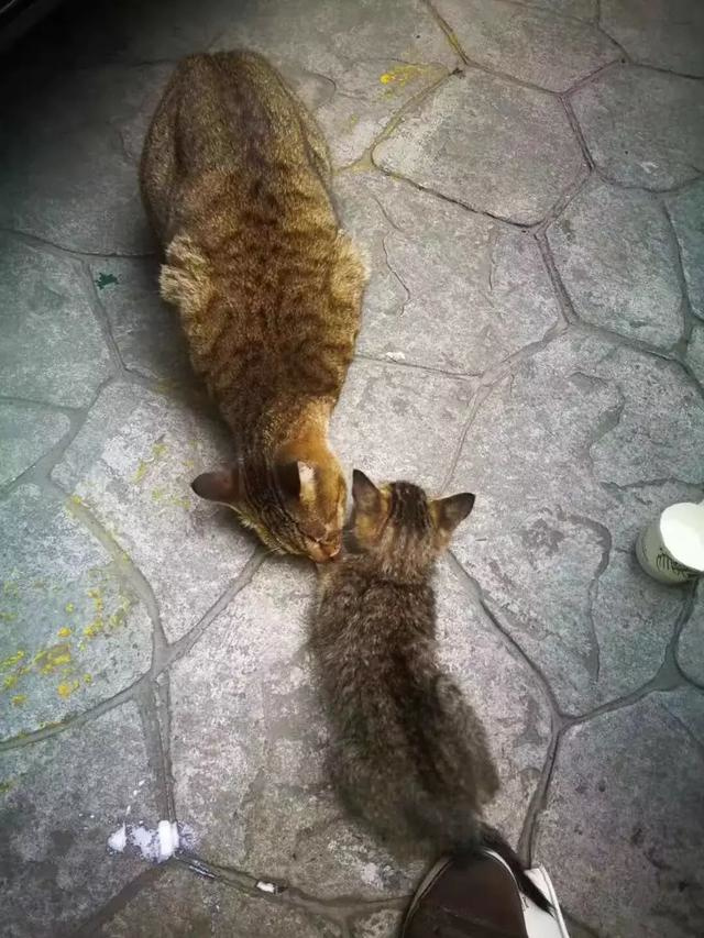 我的妈妈不要我了