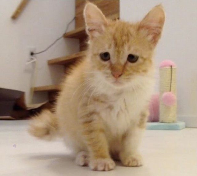 这只猫咪天生一副苦瓜脸 凭长相与肥肥的身材走红网络