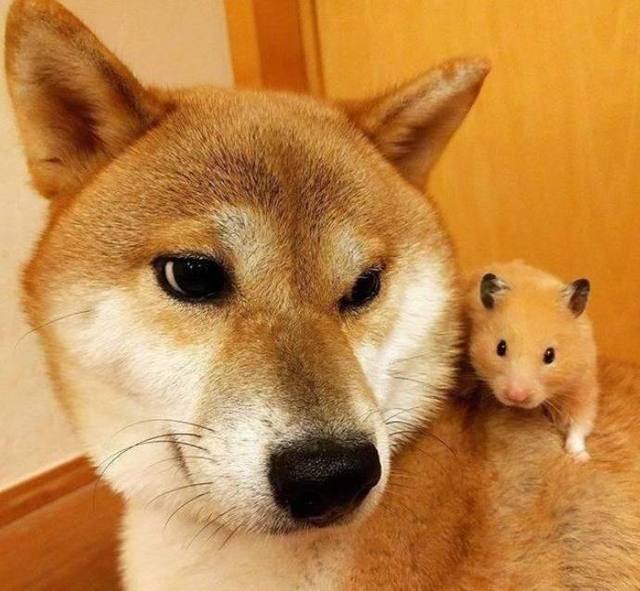 怕家里柴犬孤单,主人带回来一只橘猫和仓鼠陪它,没想到……