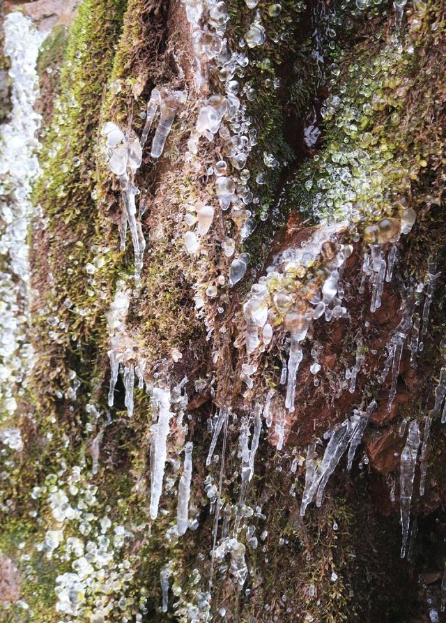 忽如一夜东风来,千树万树雪花开:在四川也能感受北国的雪景